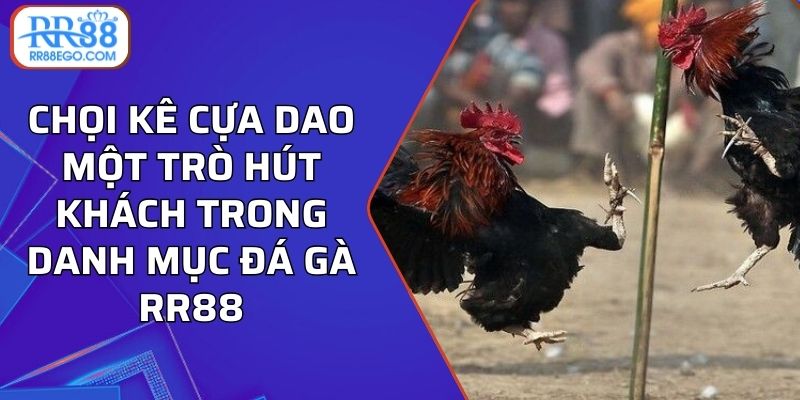 Chọi kê cựa dao - một trò hút khách trong danh mục đá gà RR88