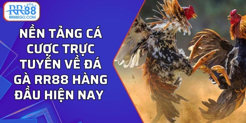 Nền tảng cá cược trực tuyến về đá gà RR88 hàng đầu hiện nay 