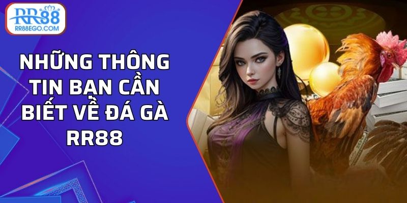 Những thông tin bạn cần biết về đá gà RR88